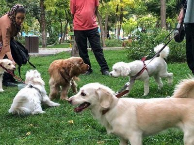 ممنوعیت سگ‌گردانی در اماکن عمومی