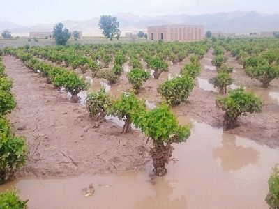 سیل آذرماه بیش از ۱۱ همت به بخش کشاورزی خسارت زد