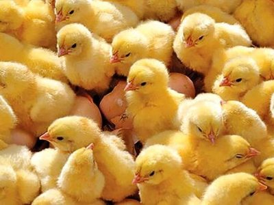 رکورد ۹.۲ میلیون قطعه‌ای جوجه‌ریزی در شهرستان نور