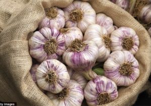 پیش‌بینی تولید ۴۶۰۰ تن سیر در شهرستان بابل