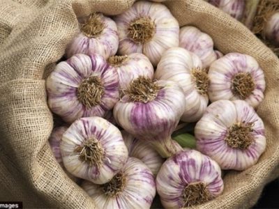 پیش‌بینی تولید ۴۶۰۰ تن سیر در شهرستان بابل