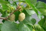 نوغان‌داری مازندران در مسیر رونق است