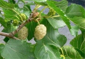 نوغانداری مازندران در مسیر رونق است