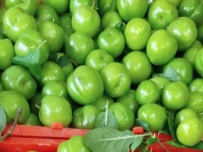 پیش‌بینی برداشت ۲۵۰۰ تن آلوچه از باغات سوادکوه شمالی