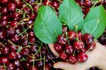 برداشت گیلاس از باغهای لاریجان آمل آغاز شد