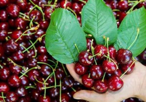 برداشت گیلاس از باغ‌های لاریجان آمل آغاز شد