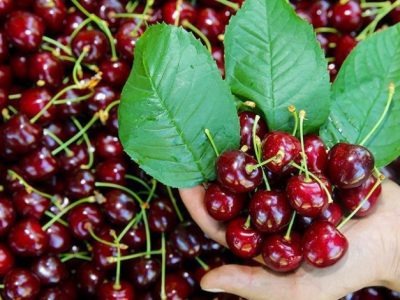 برداشت گیلاس از باغ‌های لاریجان آمل آغاز شد