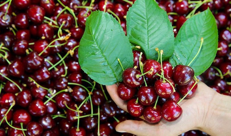 برداشت گیلاس از باغ‌های لاریجان آمل آغاز شد