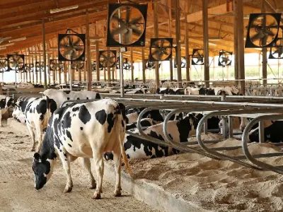 تلقیح مصنوعی بیش از ۱۳ هزار رأس دام سنگین در مازندران