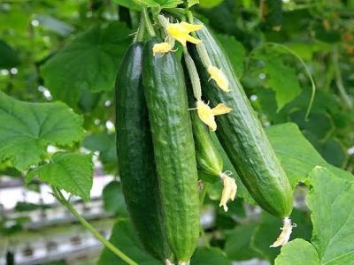 برداشت خیار در بهشهر آغاز شد